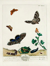 Moses Harris Butterfly Prints, The Aurelian 1840
