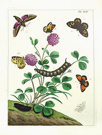 Moses Harris Butterfly Prints, The Aurelian 1840