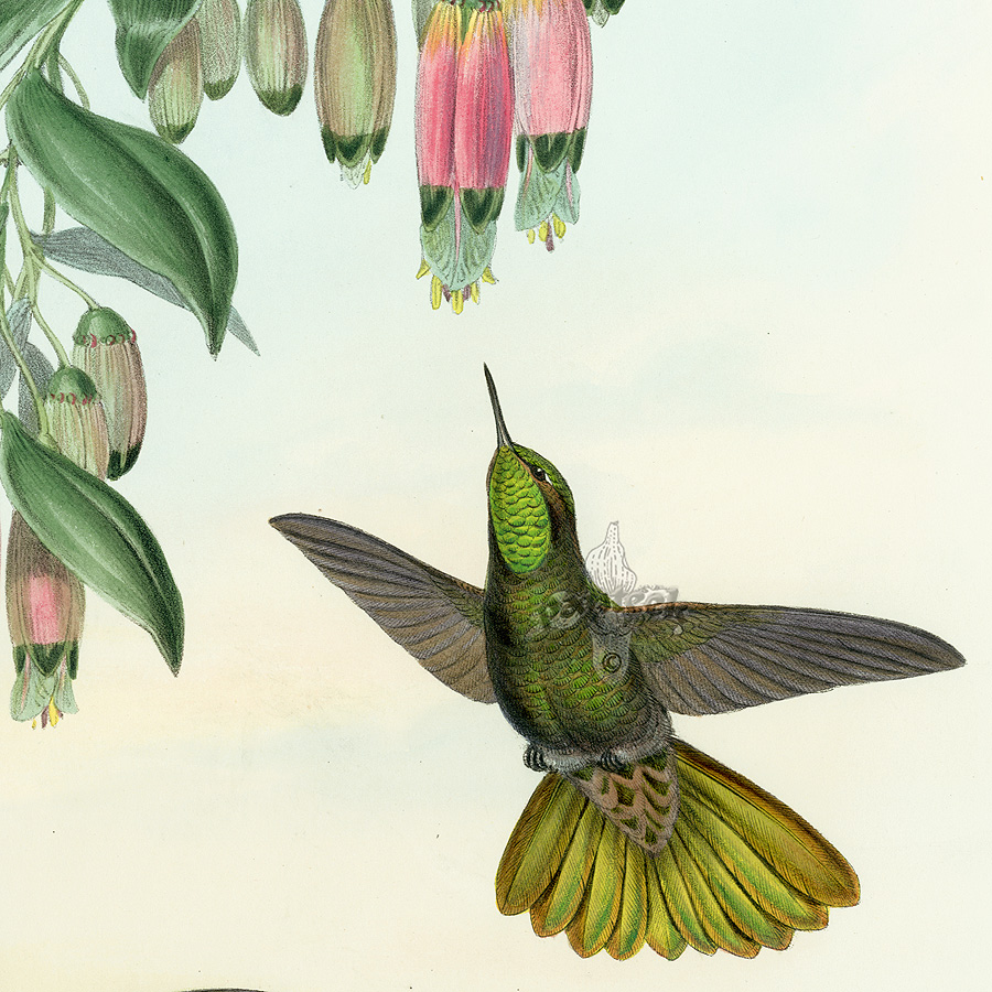John Gould Antique Hummingbirds Prints 1861