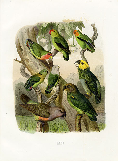 abyssinian lovebird