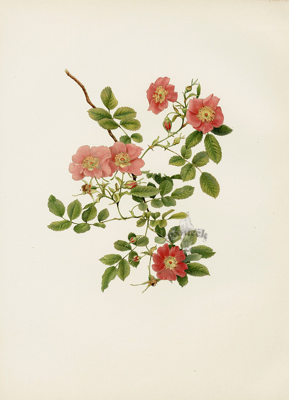 Ellen Willmott - Alchetron, The Free Social Encyclopedia