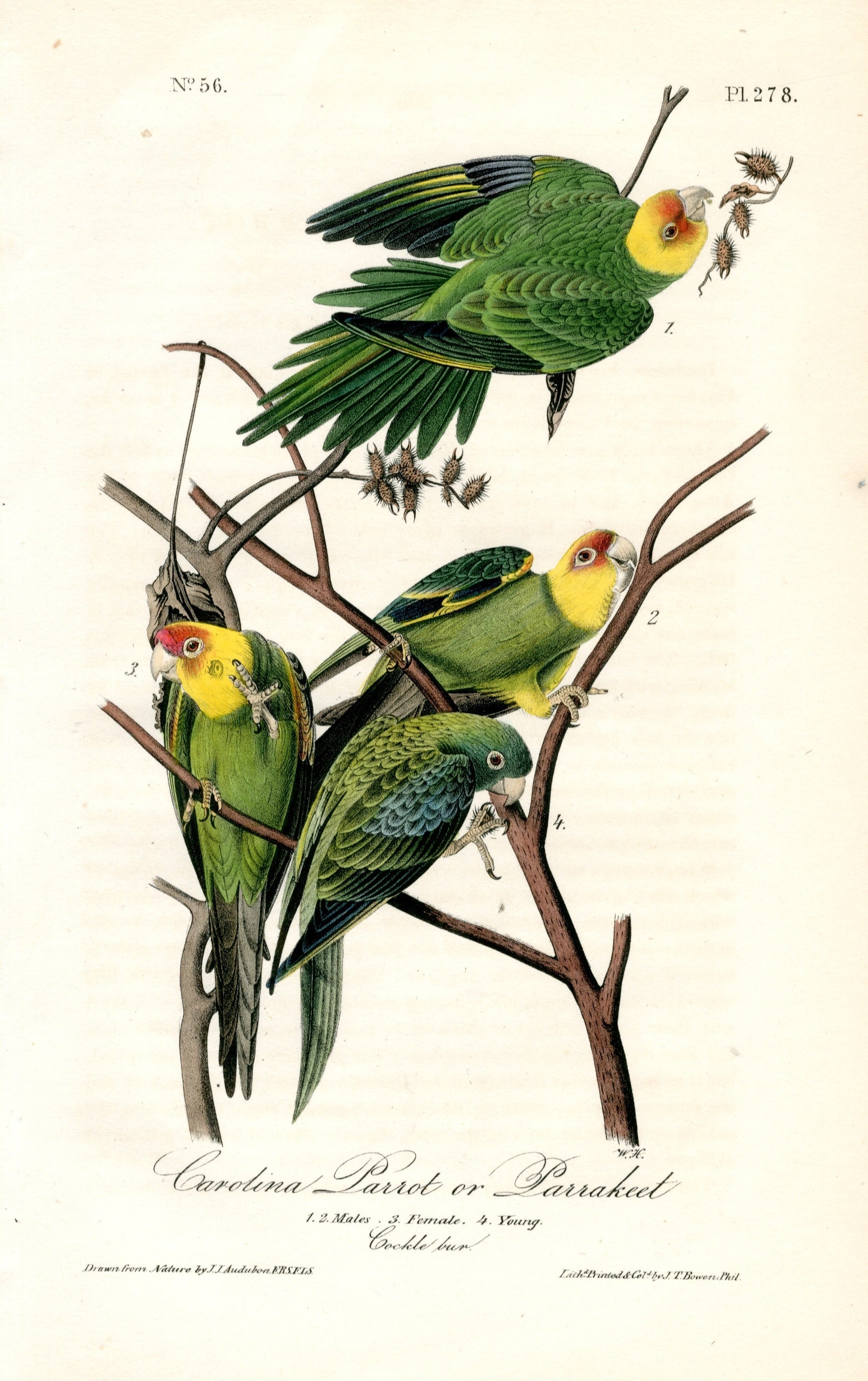 John James Audubon 1840 1st Edition original hand-colored colored bird prints