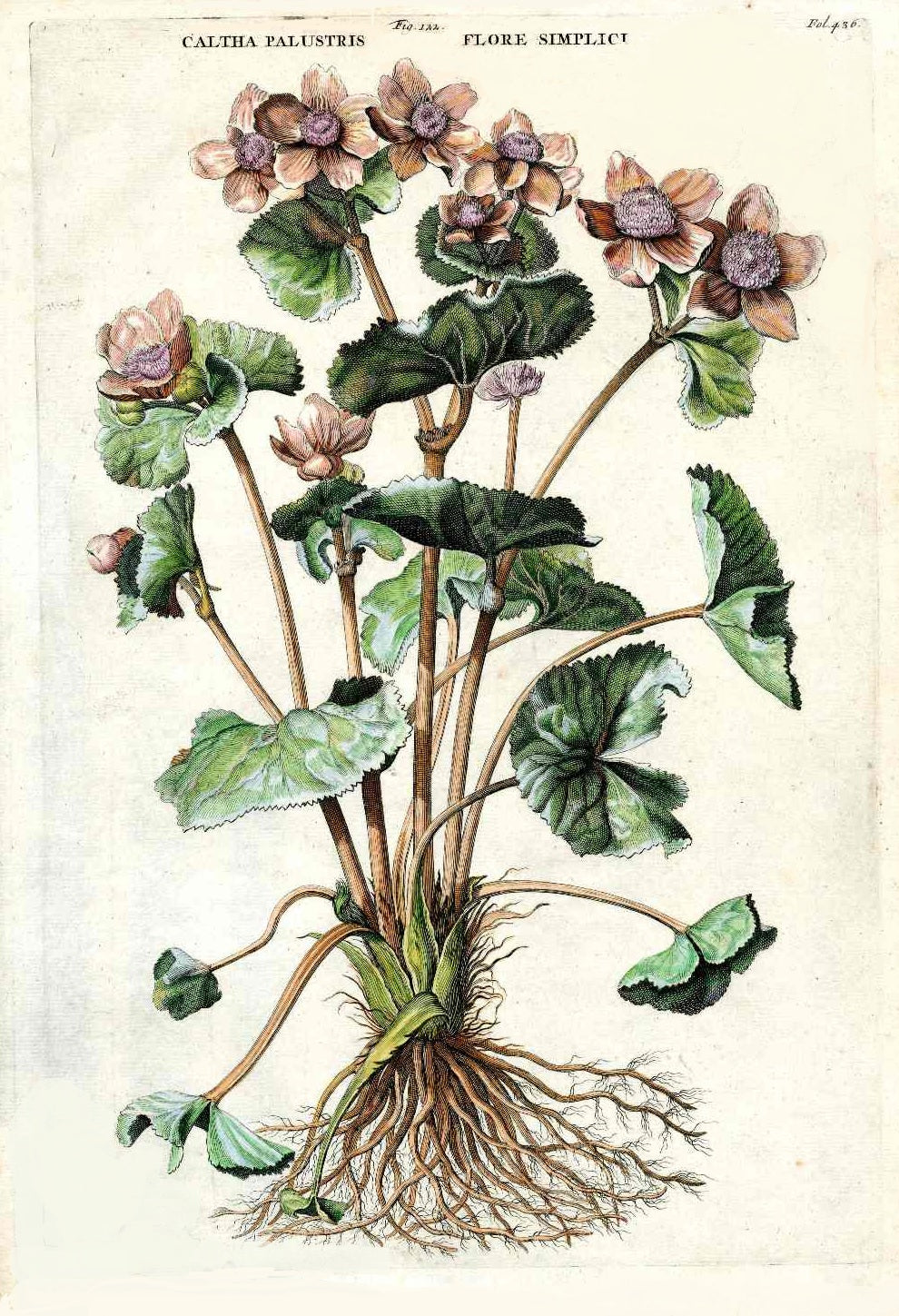 Munting hand colored antique botanical engraving with plant floating above landscape from Naauwkeurige Beschryving 1796