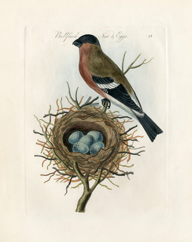 Antique hand colored print of bird nest and eggs natural history illustration 19th century
