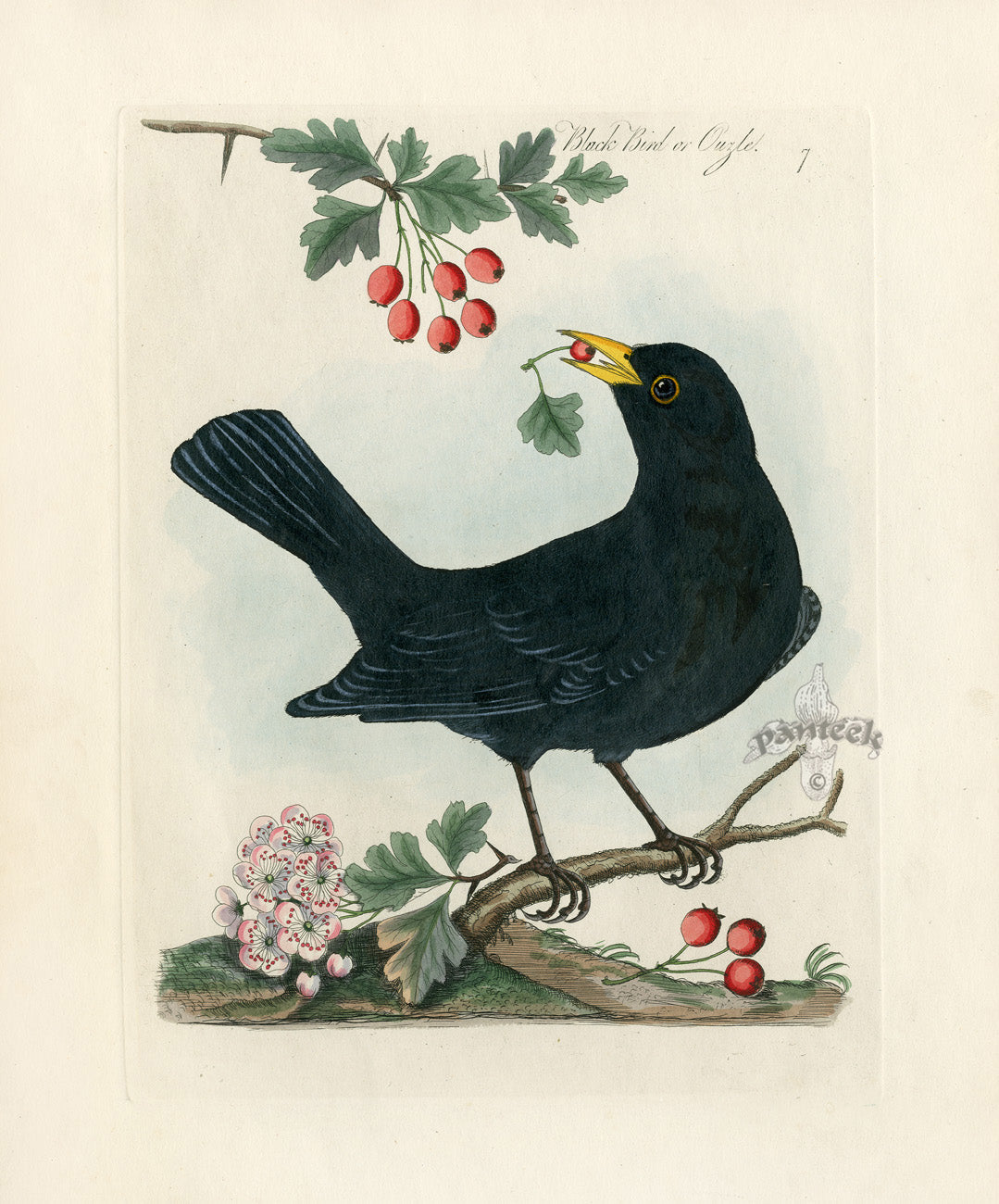 Antique hand-colored engraving of a British songbird from James Bolton's Harmonia Ruralis, 1845 edition