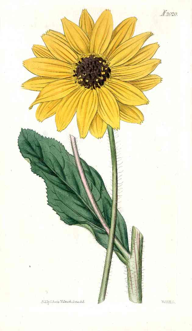 Antique hand-colored copper engraving of a botanical subject from Curtis Botanical Magazine, circa 1800, illustrated by Sydenham Edwards or James Sowerby