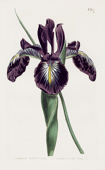 Antique hand-colored copper engraving of a botanical subject from Curtis Botanical Magazine, circa 1800, illustrated by Sydenham Edwards or James Sowerby