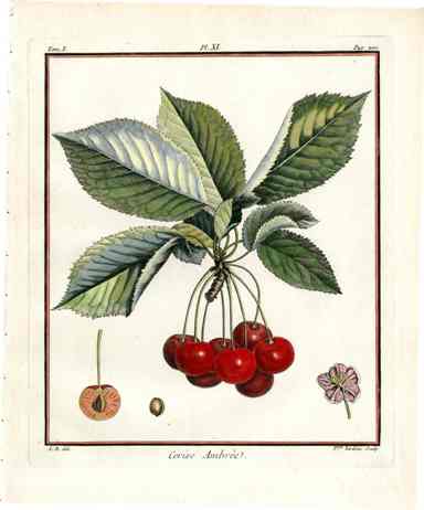 Duhamel du Monceau Fruit Prints 1768