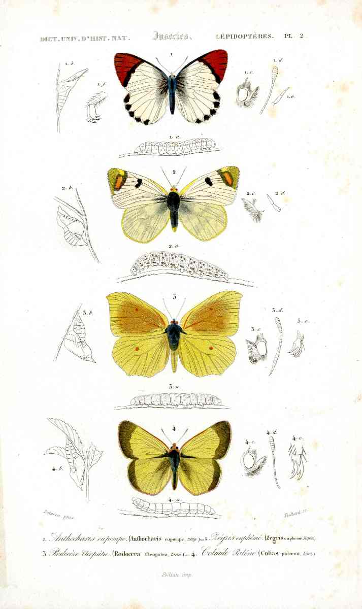 D'Orbigny Travies Butterfly & Insect Prints 1849
