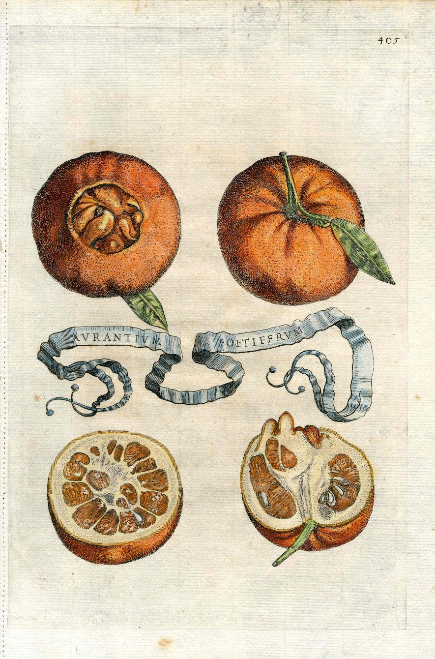 Hand-colored citrus engraving from Giovanni Baptista Ferrari's Hesperides, 1638