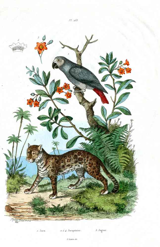 Rare hand-colored engraving of birds and natural history subjects from Guerin-Meneville's Dictionnaire Pittoresque d'Histoire Naturelle, Paris 1836–1839