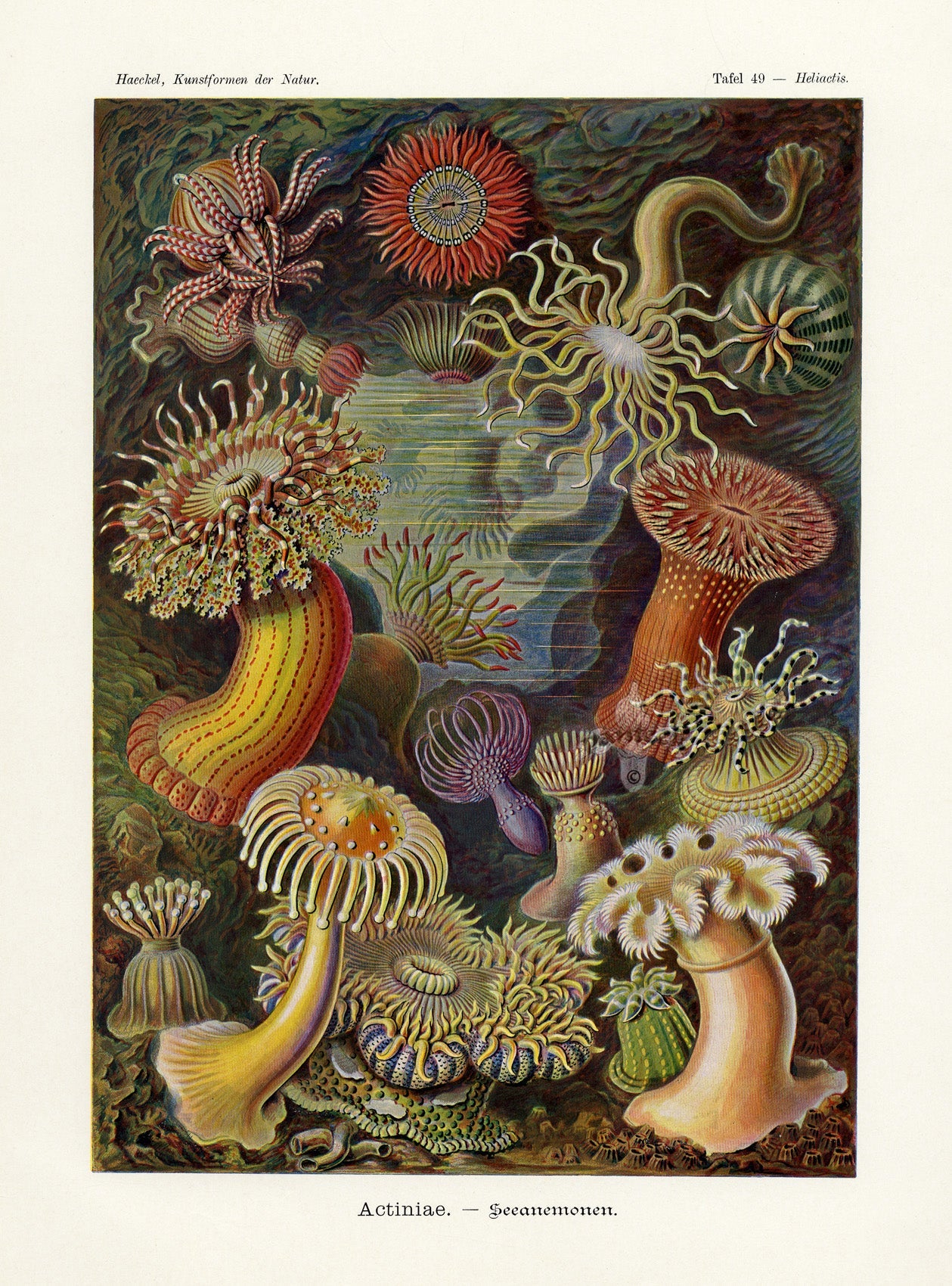 Haeckel Kunstformen der Natur Original Prints 1899