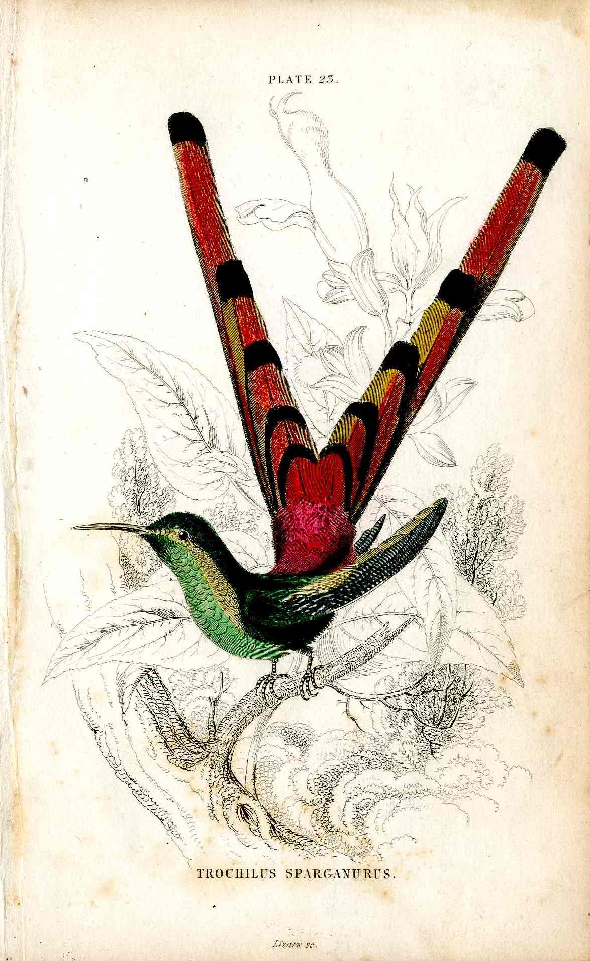 Briliant hand-colored hummingbirds by Jardine