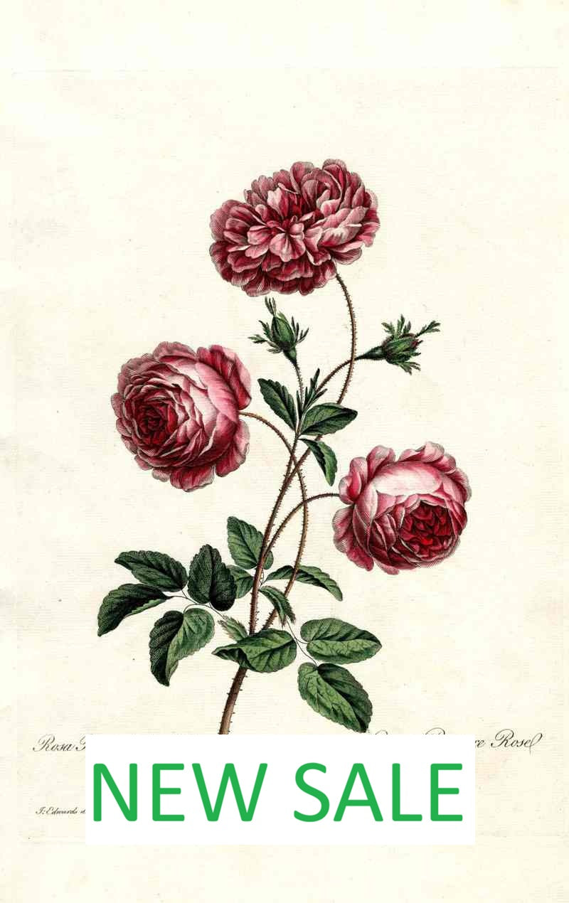 John Edwards British Herbal Prints 1770