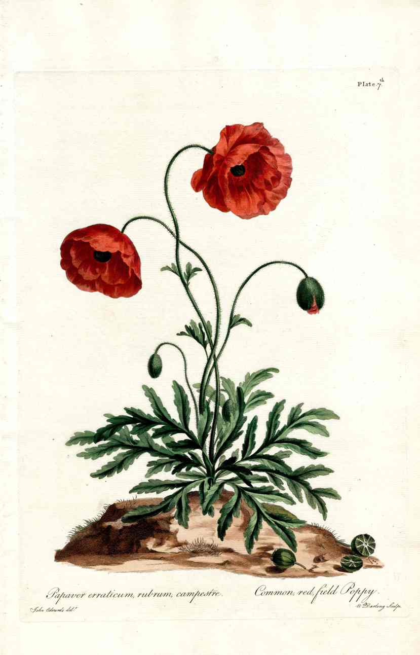 1712 John Edwards British Herbal hand colored original flower prints