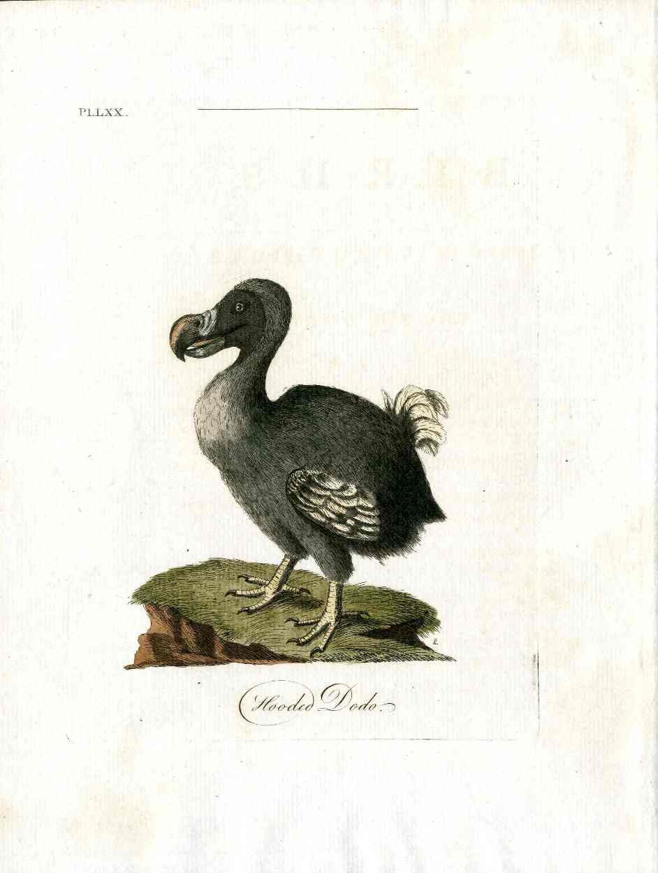 John Latham hand colored antique bird engraving First Edition 1781