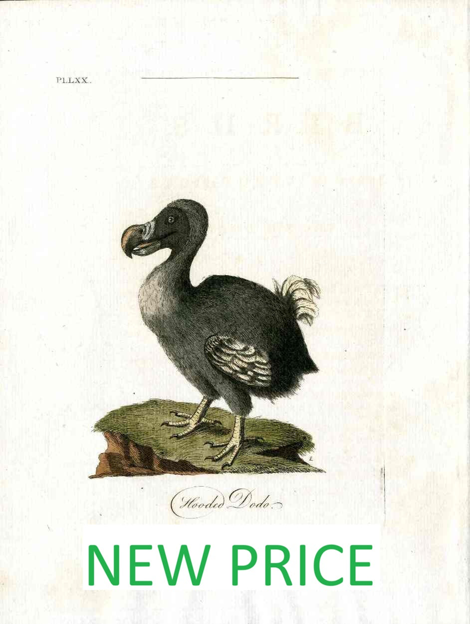 Latham Bird Prints 1781 1st Edition