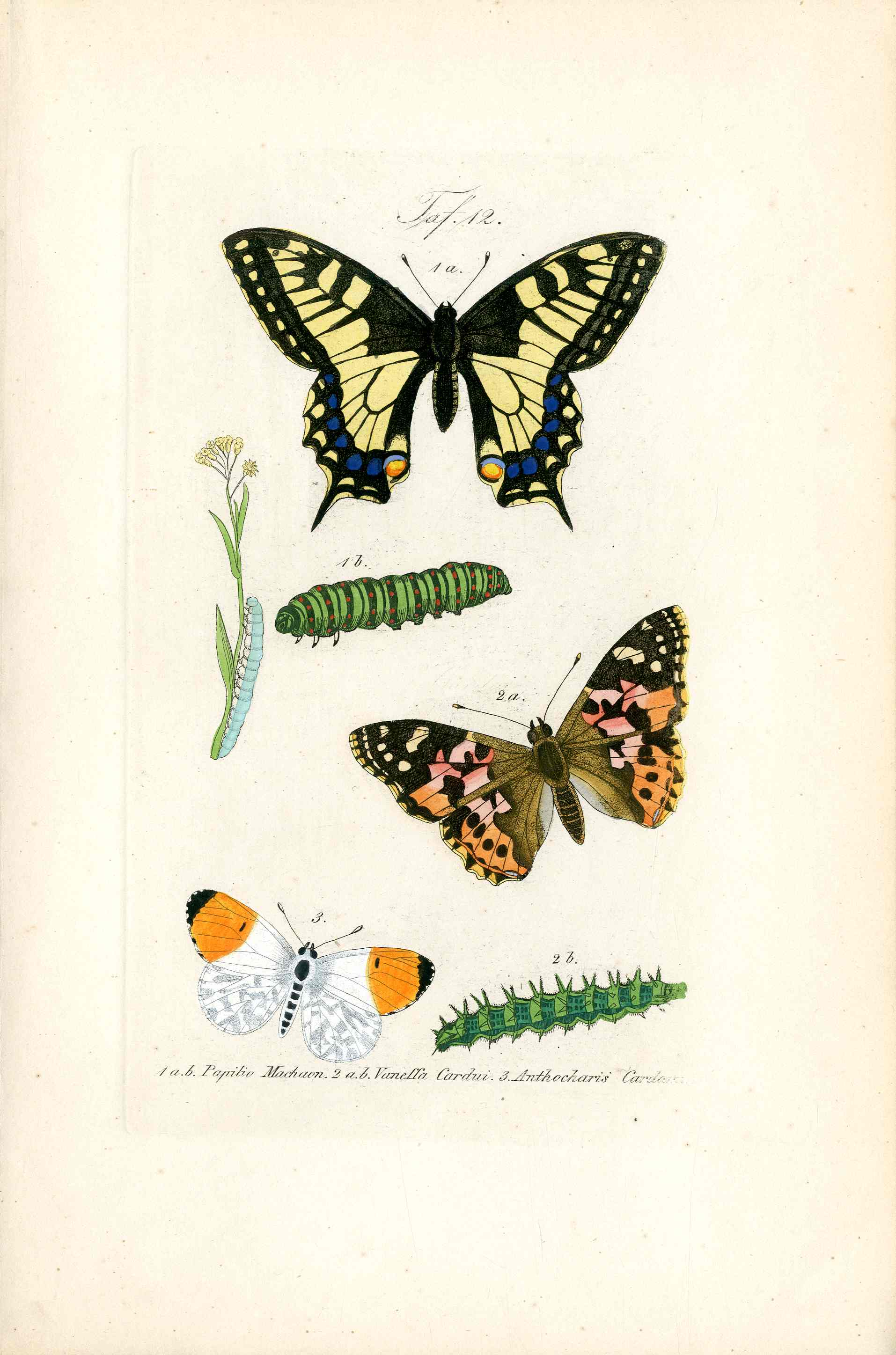 Rare Editon of Kayser Butterfly Prints & Moth Prints 1859 in excellent condition