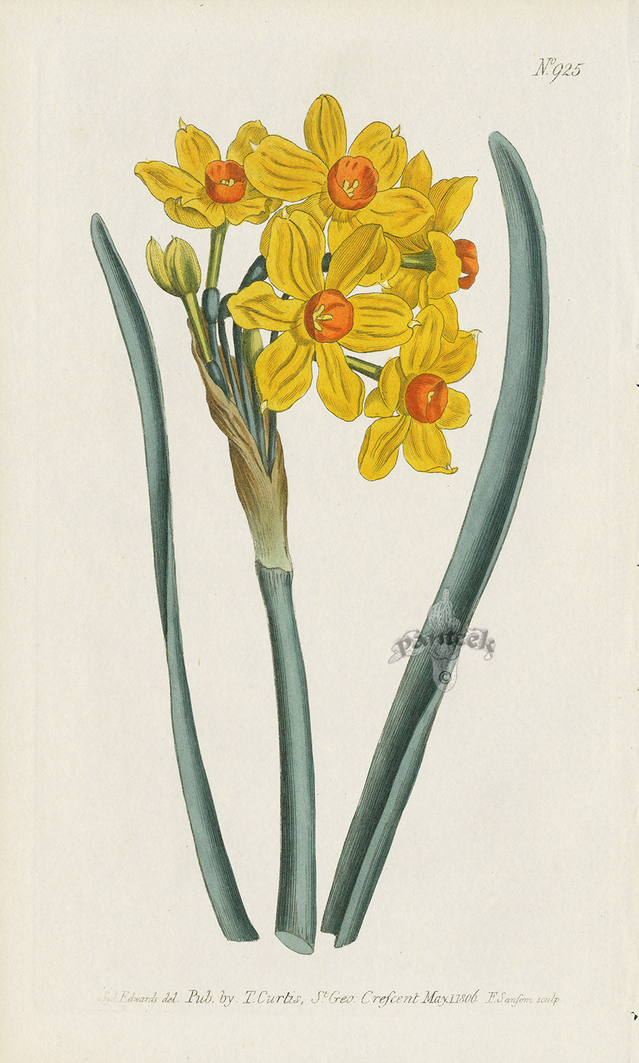 Antique hand-colored botanical print from early years of Curtis Botanical Magazine