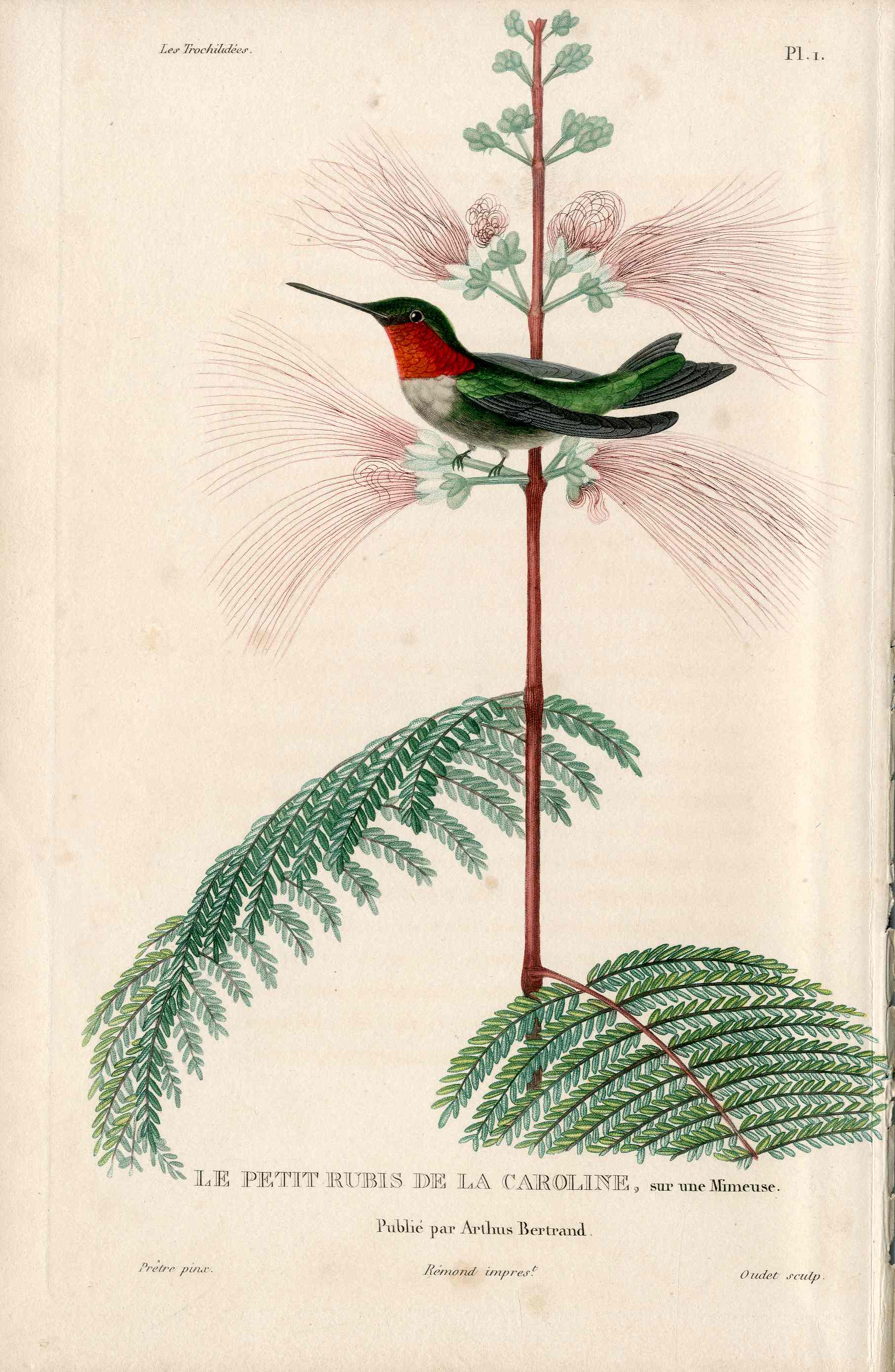 Lesson antique hand colored hummingbird engraving from Natural History of Hummingbirds 1829