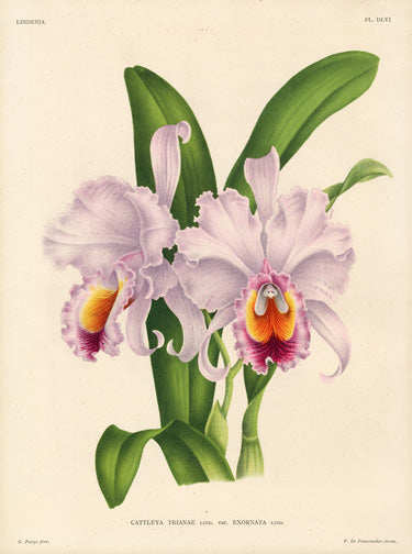 John Linden Lindenia shows antique orchid prints from all over the world in vivid color