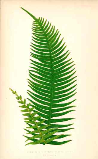 Lowe antique fern chromoxylograph print from Ferns British and Exotic 1856