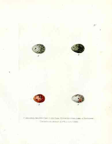 William Lewin hand colored antique bird egg engraving from Birds of Great Britain 1795