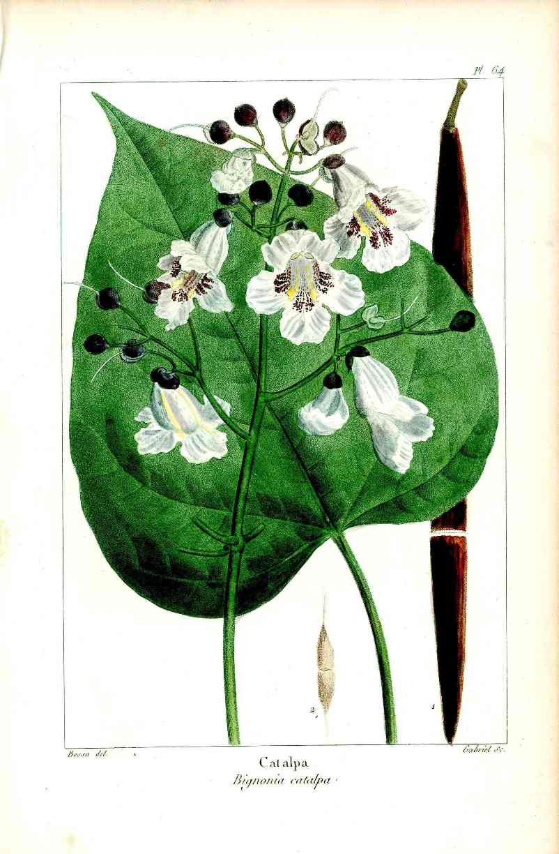 Michaux hand colored antique tree print from North American Sylva Philadelphia 1859