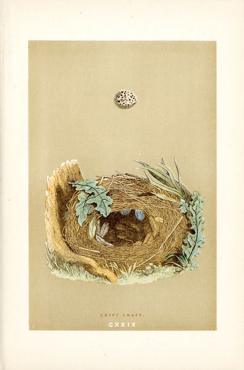 Morris hand colored antique bird nest print from Natural History of the Nests and Eggs of British Birds 1892