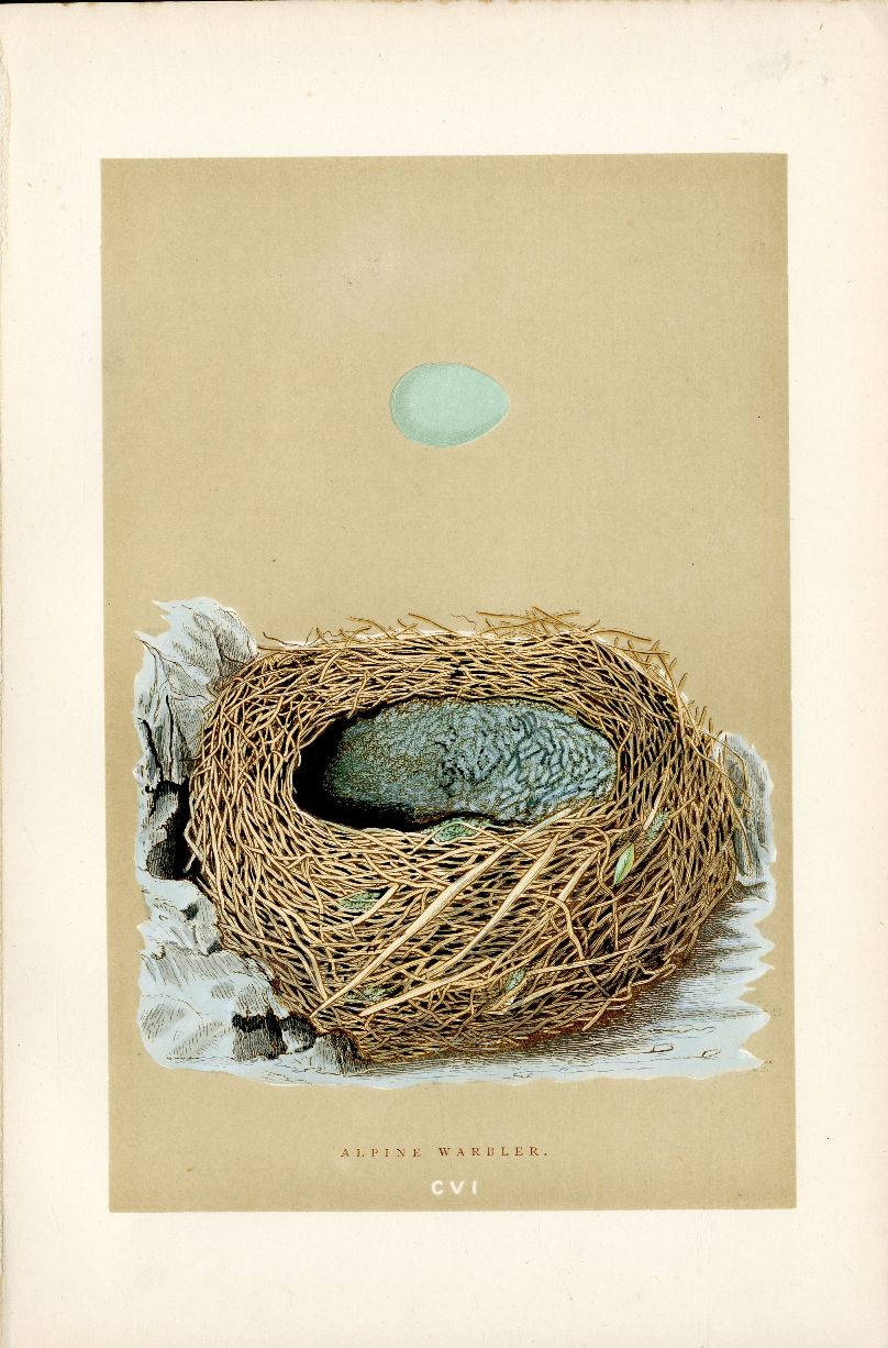 Bird Nest & Eggs Prints by F