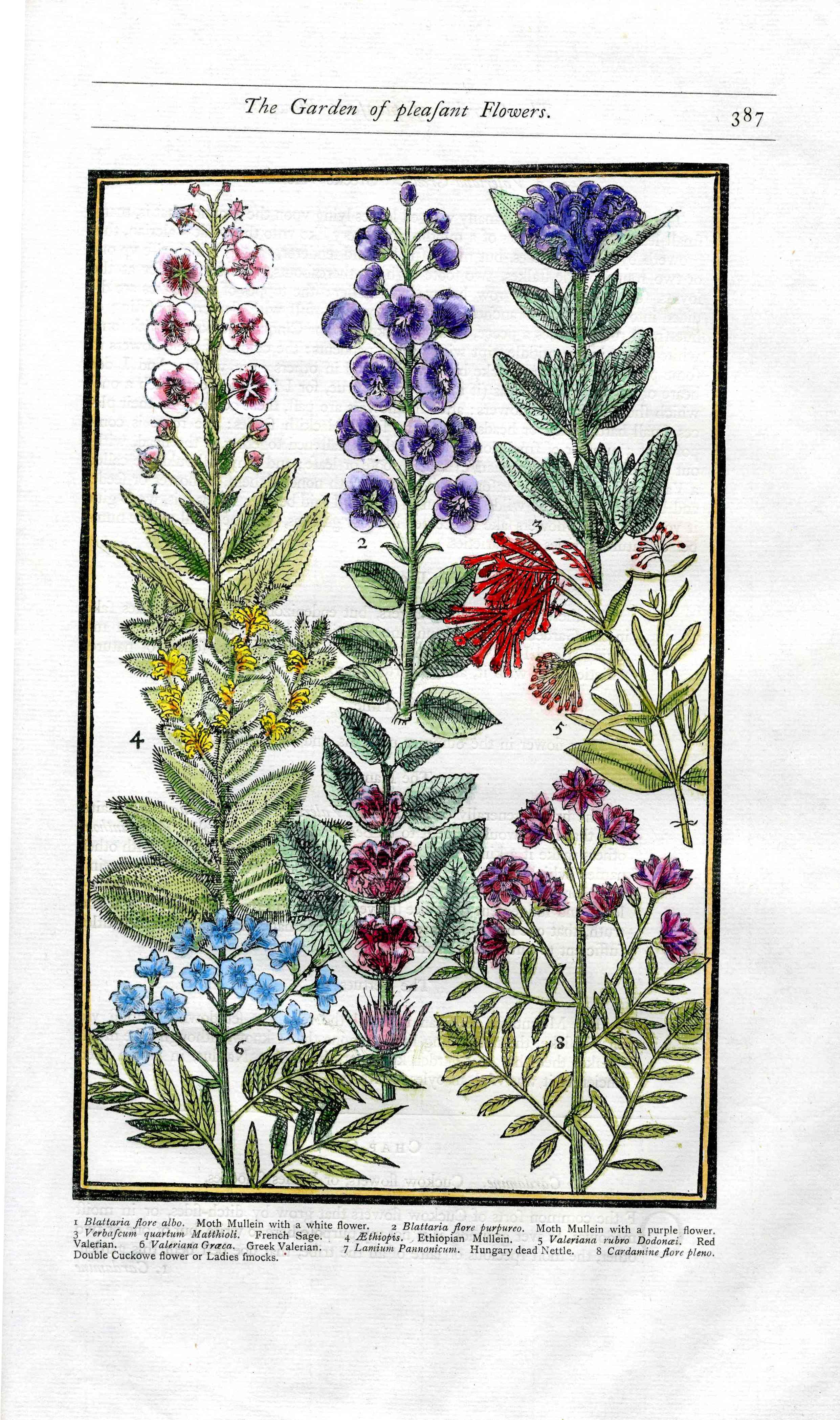 Antique botanical print from John Parkinson's Paradisi in Sole, 1904 Methuen facsimile edition