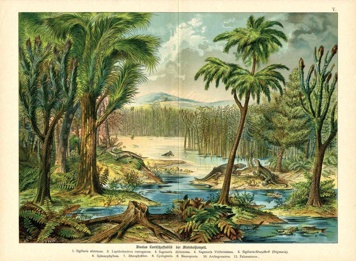 Antique chromolithographs of animals from Schubert's Naturgeschichte des Tierreichs, 1889, large folio prints heightened with gum arabic