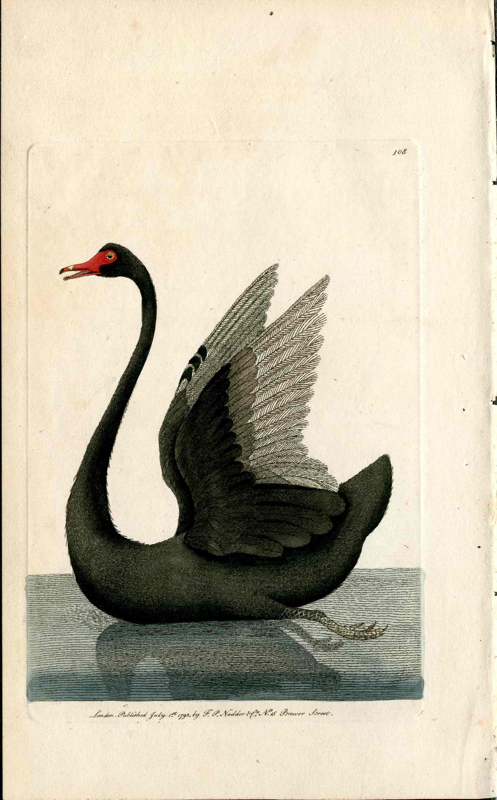Shaw & Nodder Antique Bird Prints 1795