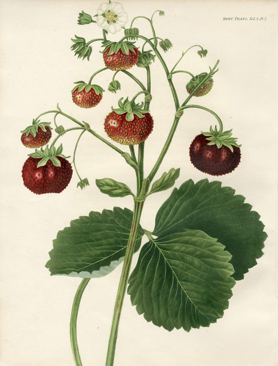 Horticultural Society Original Botanical & Fruit Engravings 1835