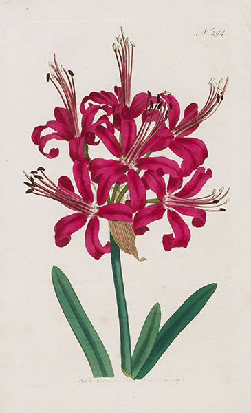 Original antique botanical print — hand-colored flower illustration from Panteek's collection featuring works by Curtis, Weinmann, and Walcott