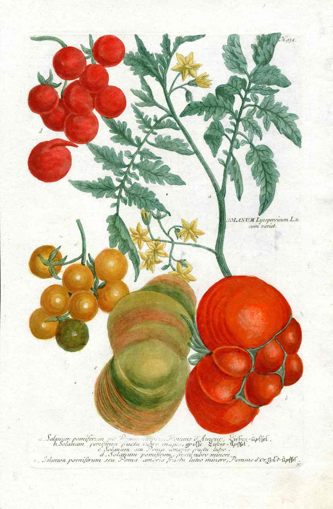Johann Weinmann Garden Vegetables, Fruits, Mezzotints 1787