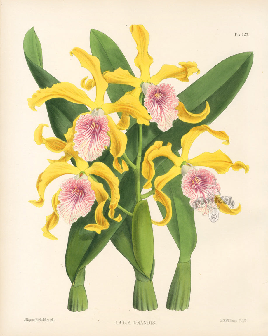 Hand-colored orchid prints from the rare first edition of Warner and Moore's Orchid Album, 1882, illustrated by John Nugent Fitch, intense fresh color on fine paper