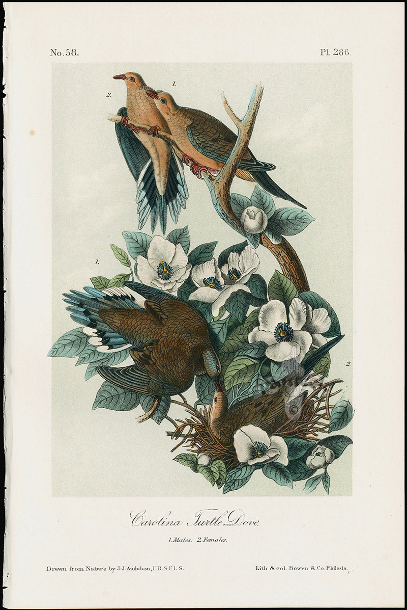 Antique hand-colored bird print from Audubon's Birds of America, 1871 Lockwood edition