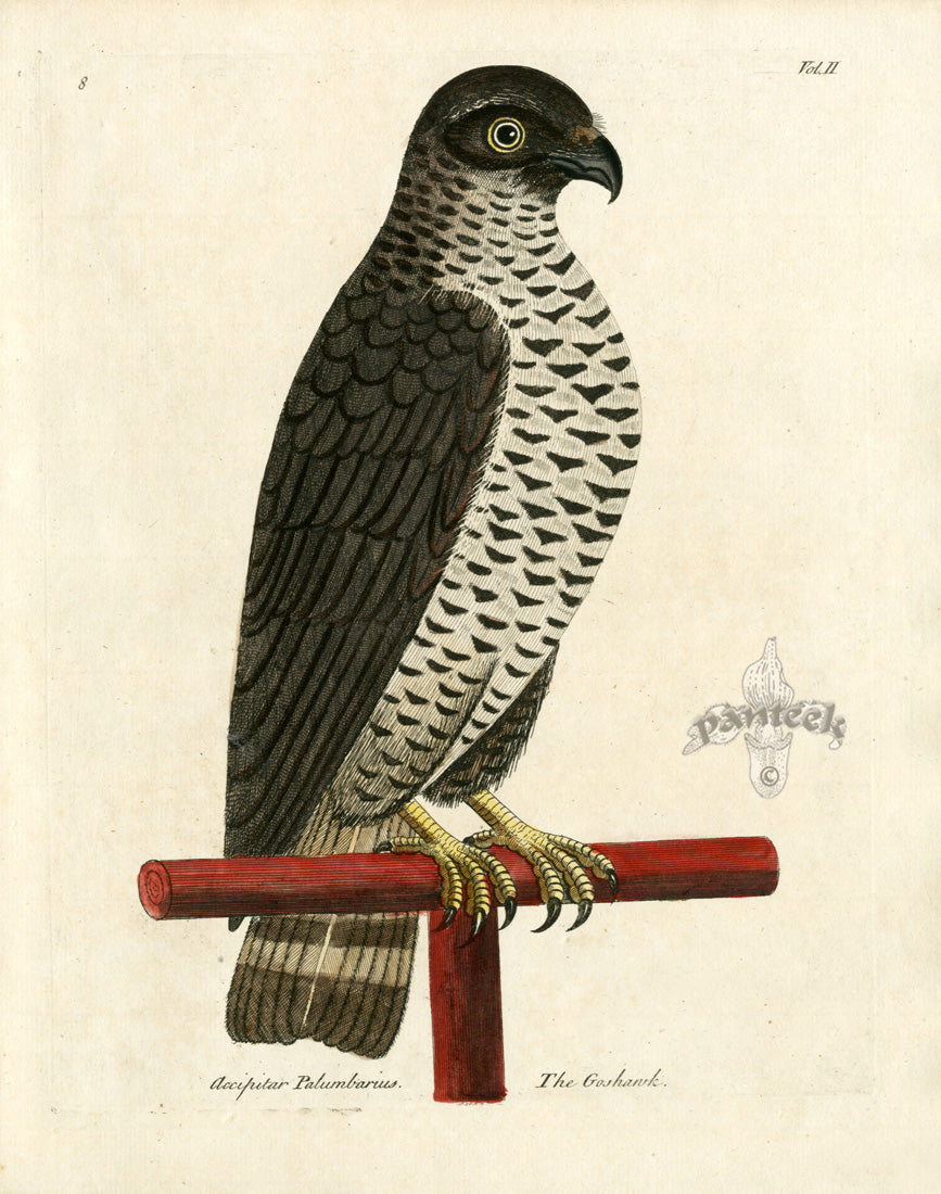 Antique hand-colored bird print from Eleazar Albin's Natural History of Birds, 1731 first English edition
