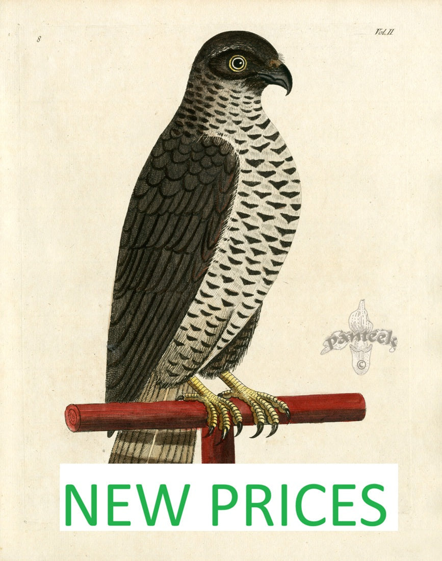 Albin Bird Prints 1731 Hand Colored