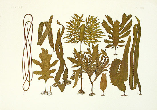Rare 1932 Japanese aquatic print — coral, shell or sea creature from Illustrations of Japanese Aquatic Plants and Animals, from Panteek