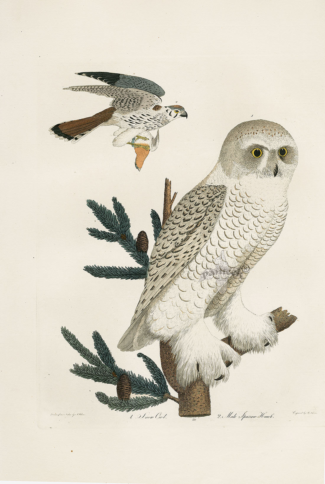 Antique hand-colored American bird print from Alexander Wilson's American Ornithology, 1871 edition