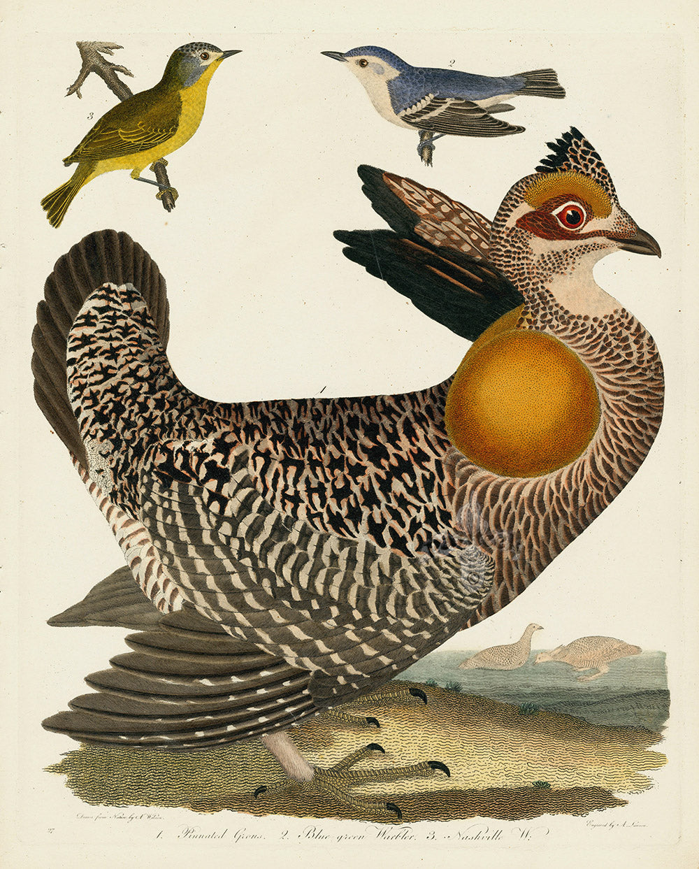 Antique hand-colored American bird print from Alexander Wilson's American Ornithology, 1829 edition
