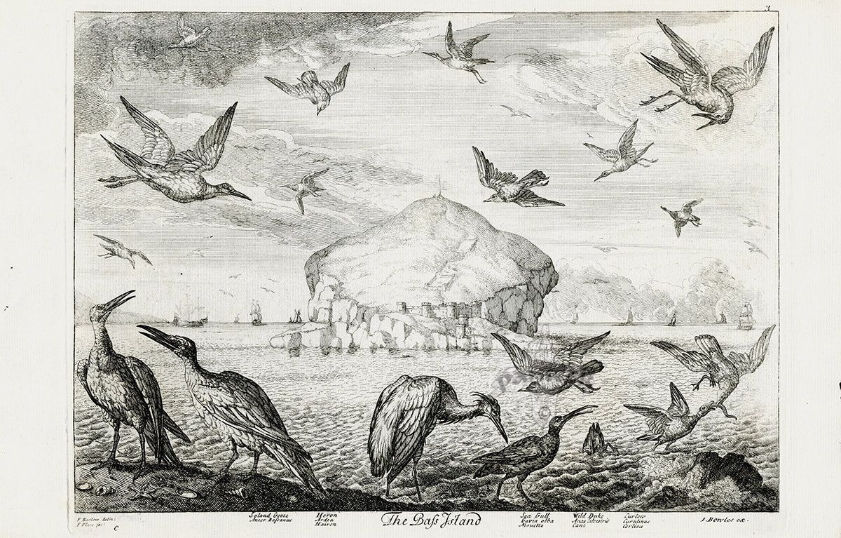 Rare antique copper plate etching of birds and beasts by Francis Barlow, drawn from life, circa 1626–1704
