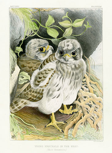 1st edition Birds Drawn from Nature by Jemima Blackburn hand colored prints