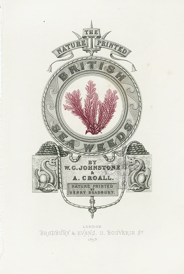 Rare nature-printed British seaweed print from Bradbury and Evans, 1859, showing intricate lifelike detail