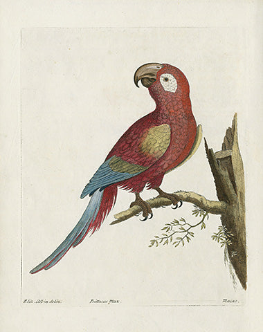 Original antique bird print — hand-colored ornithological illustration from Panteek's collection featuring works by Audubon, Gould, and Edwards