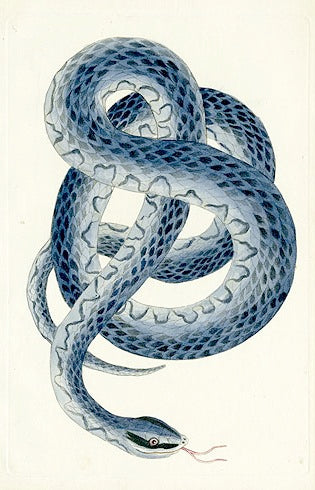 Antique hand-colored engravings of reptiles and amphibians from Shaw, Buffon, D'Orbigny, Bertuch, and Guérin natural history publications
