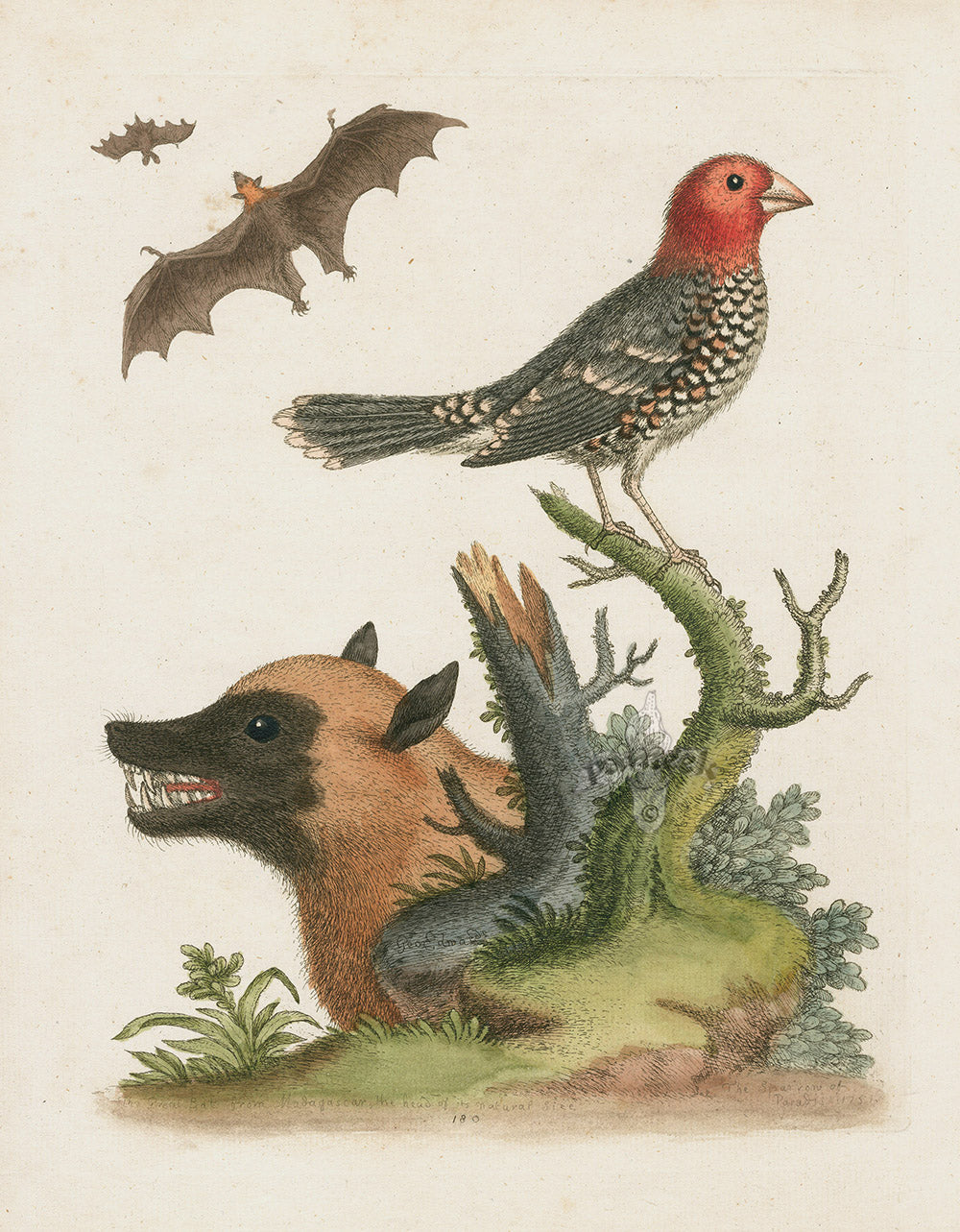 Animal Kingdom Prints