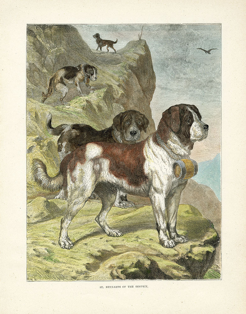 Animal Kingdom Prints from Panteek Prints